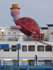 turtle on ferry.JPG (93 KB)
